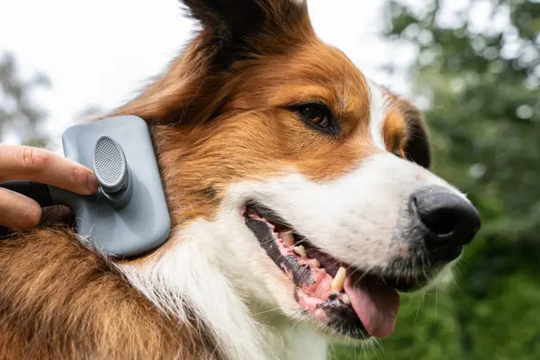 Hayvan bakımı ve tüy kontrolü için fırçayla kapatılan Collie Dog Fur