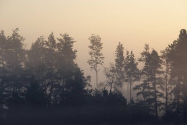 Ormanda sabah sisi. gündoğumu.