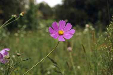 cosmos flowers in the garden clipart