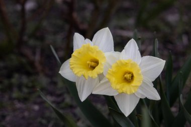 Bahçedeki sarı nergis çiçeği