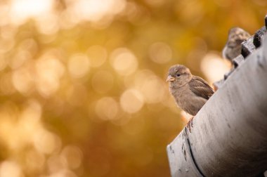 Ağaç dallarında oturan küçük bir ev serçesi