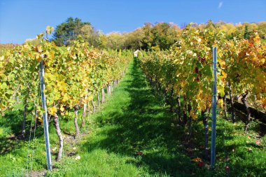 Güney Almanya 'da Metzingen' deki üzüm bağları