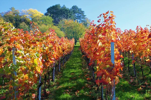 Güney Almanya 'da Metzingen' deki üzüm bağları