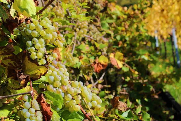 Güney Almanya 'da Metzingen' deki üzüm bağları
