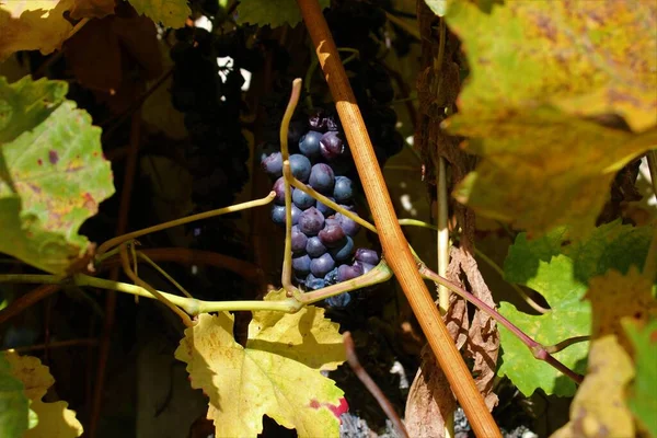 Güney Almanya 'da Metzingen' deki üzüm bağları