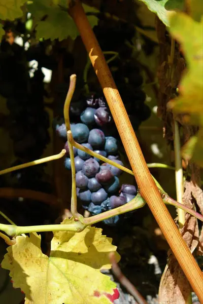 Güney Almanya 'da Metzingen' deki üzüm bağları