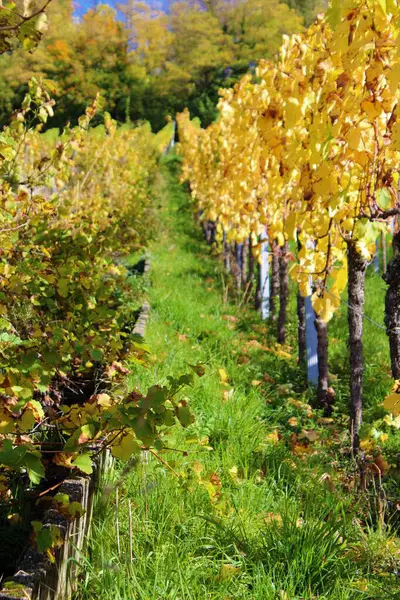 Güney Almanya 'da Metzingen' deki üzüm bağları