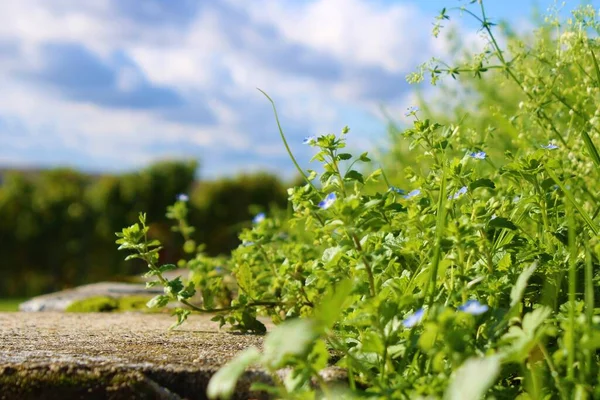 Güney Almanya 'da Metzingen' deki üzüm bağları
