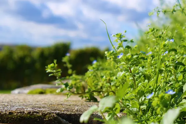 Güney Almanya 'da Metzingen' deki üzüm bağları