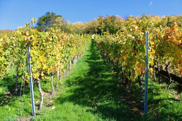Güney Almanya 'da Metzingen' deki üzüm bağları