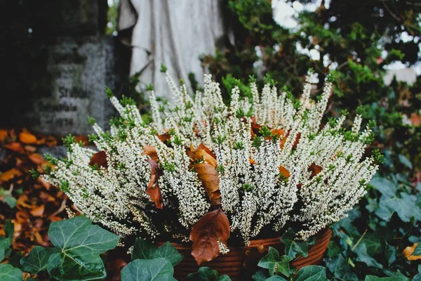 Almanya, Metzingen 'deki eski mezarlık