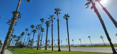 Venice Beach, California, palmiye ağacı fotoğrafçılığı, güneşli gün, mavi gökyüzü