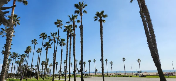 Venice Beach, California, palm tree photography, sunny day