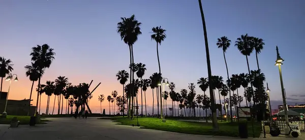 Venice Beach, California, sunset, palm trees, beach photography