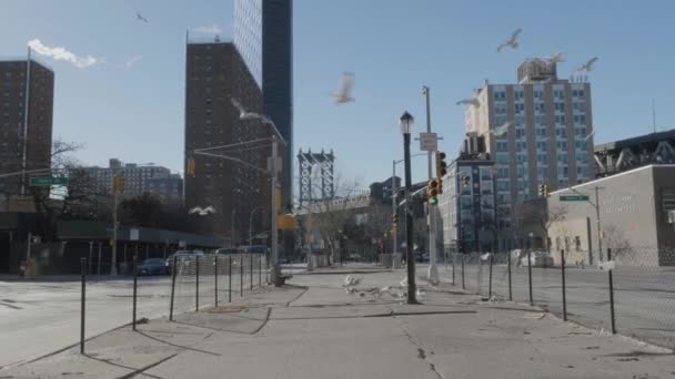 Ręczne Ujęcie Mew Lecących Przed Nowojorskim Mostem Manhattan Strzelanina Zimowy — Wideo stockowe