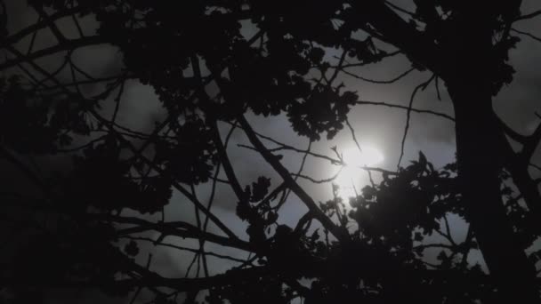 Mirando Través Los Árboles Sol Durante Eclipse Solar Ciudad Nueva — Vídeos de Stock