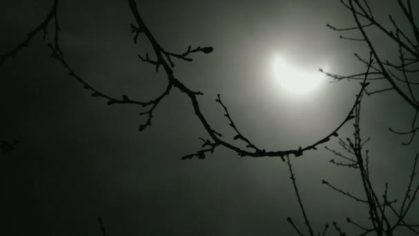 ニューヨークの太陽の日食の間に太陽の下で木々を眺める — ストック動画