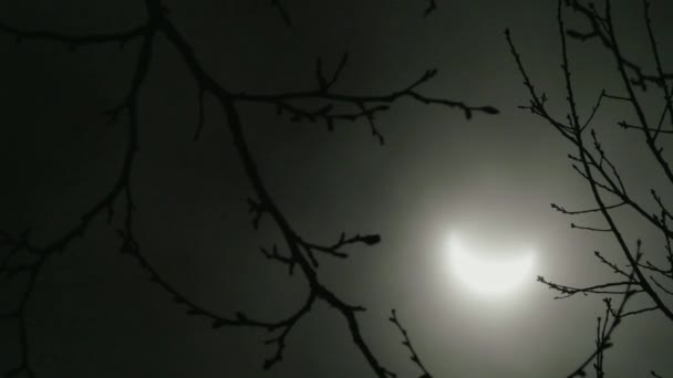 Primer Plano Eclipse Solar Disparo Bosque Durante Primavera 2024 — Vídeos de Stock