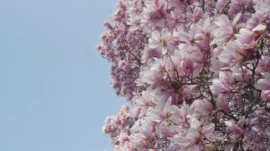 Bir bahar sabahı kiraz çiçeklerine ve mavi gökyüzüne bakıyorum. Prospect Park 'ta, Brooklyn' de 4K 'da çekilmiş..