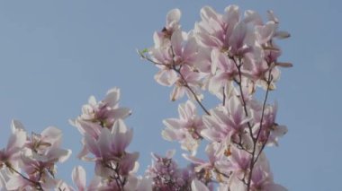Açık mavi gökyüzüne karşı pembe kiraz çiçekleri. Brooklyn, Prospect Park 'ta bir bahar sabahı çekilmiş..