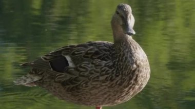 New York City Central Park 'ta bir ördeğin yakın çekimi..