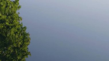 Central Park 'taki bir göldeki ağacın yansımasını çekiyoruz. Yazın 4K 'da çekilmiş..