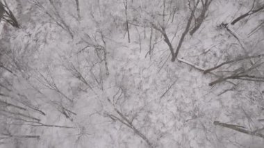 Kış boyunca New York 'un kuzeyindeki bir ormanın havadan görünüşü