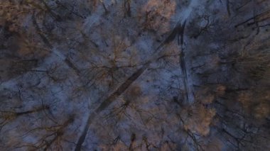 Brooklyns Prospect Parkı 'nda gündoğumunda çekilen bir ormanın hava görüntüsü.