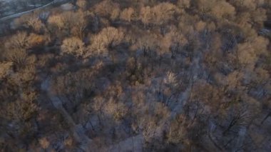 Brooklyns Prospect Parkı 'nda gündoğumunda çekilen bir ormanın hava görüntüsü.
