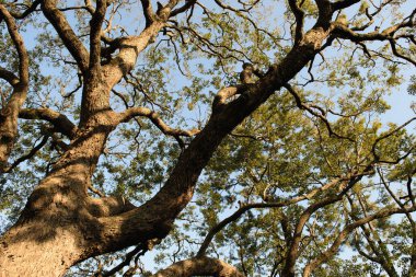 Güneşli bir günde bir ağacın dallarından yukarıya bakan bir manzara..