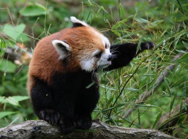 Kırmızı bir panda dilini çıkarıp yiyor..