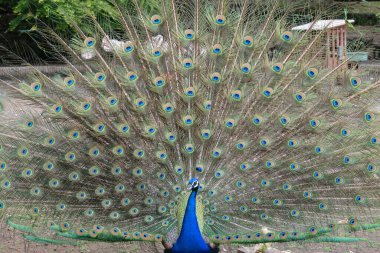 A peacock displaying its vibrant and colorful tail feathers in a fan shape. The background includes greenery and a fence. clipart