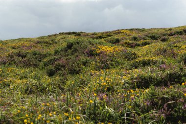 Bulutlu bir gökyüzünün altında sarı ve mor fundalarla kaplı çimenli bir tepenin manzarası.