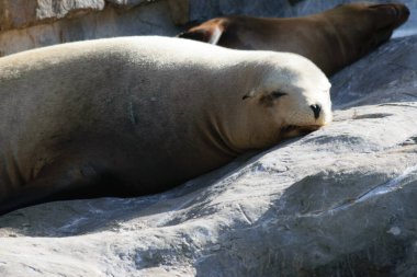 İki deniz aslanı, kayalık bir sahilde birbirlerine sarılıp etkileşime giriyorlar. İki deniz aslanı güneş ışığında kayaların üzerinde dinleniyor. Deniz aslanları rahat görünüyor ve birbirlerine yakın yatıyorlar..