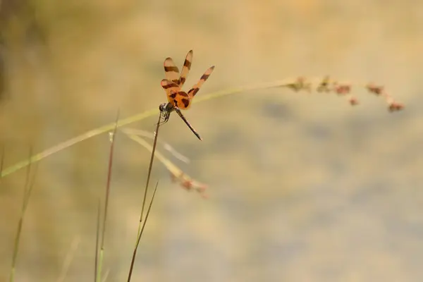 stock image A close-up of a dragonfly perched on a thin plant stem with a blurred background.