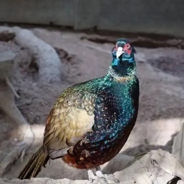 peacock bird, bird animal