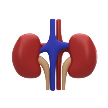İnsan anatomisinde 3 boyutlu böbrek işlemesi