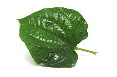 Beyaz yüzeyde Piper Lolot