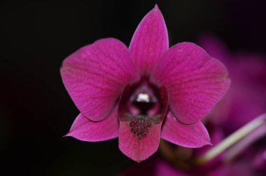 Bir orkidenin makro fotoğrafı