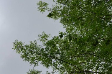 Ağaçların ve bitkilerin manzara fotoğrafçılığı