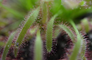 Makro fotoğrafçılık etobur bitki örtüsü