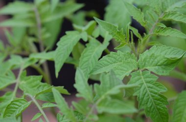 Bir çarşaf ve bitkilerin makro fotoğrafları