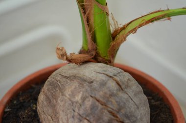 Palmiye ağacının makro fotoğrafçılığı