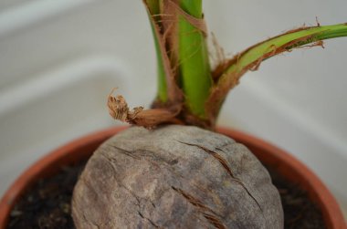 Palmiye ağacının makro fotoğrafçılığı