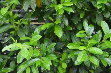 Bitkilerin ve yaprağın makro fotoğrafçılığı