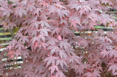 Bitkilerin ve yaprağın makro fotoğrafçılığı