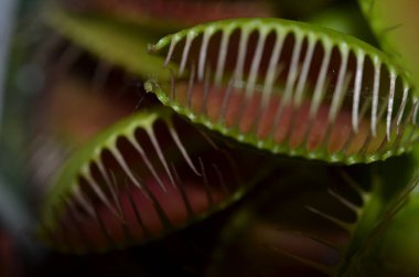 Makro fotoğrafçılık etobur bitki örtüsü