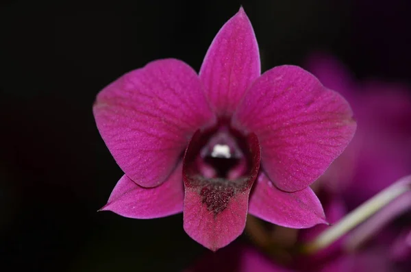 Bir orkidenin makro fotoğrafı