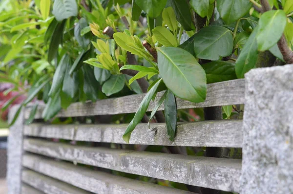 Ağaçların ve bitkilerin manzara fotoğrafçılığı