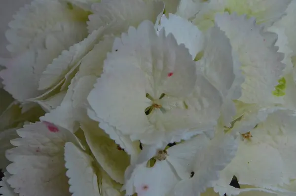 Ağaçların ve bitkilerin manzara fotoğrafçılığı